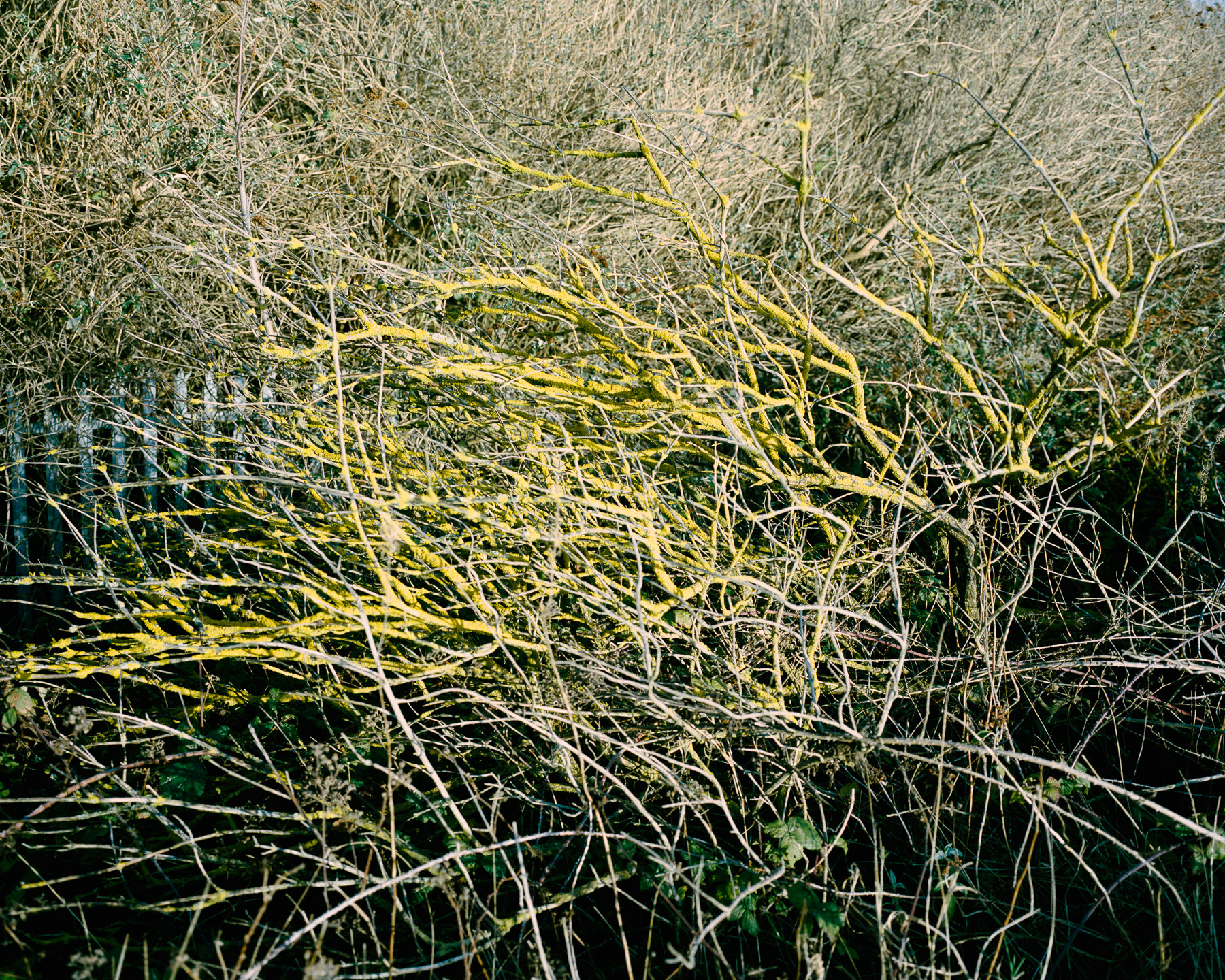 Ricardo Kump Photography -