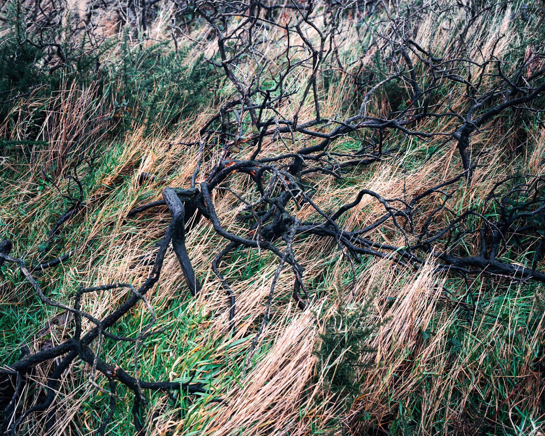 Ricardo Kump Photography -
