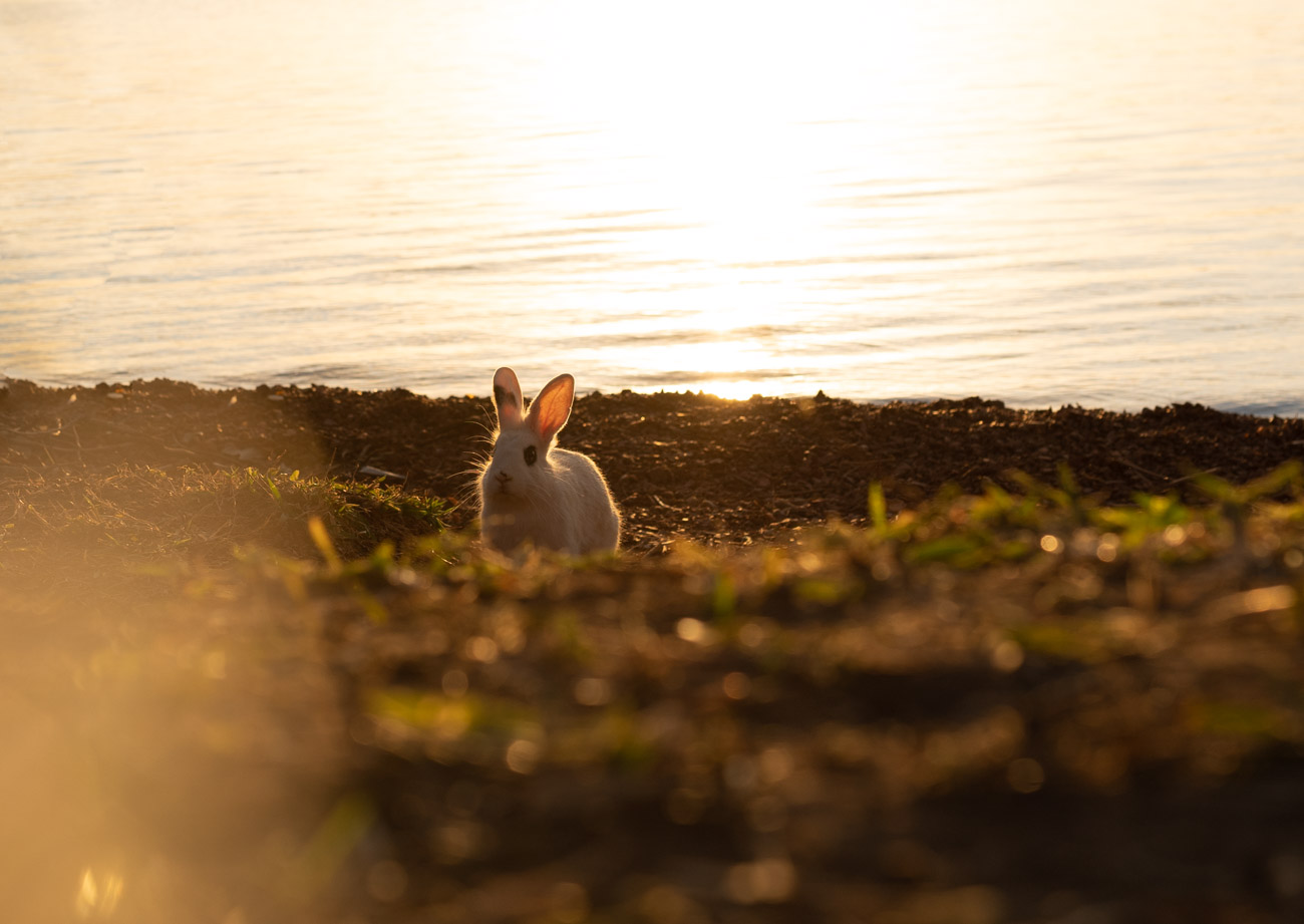 Fotografia por Lisieux